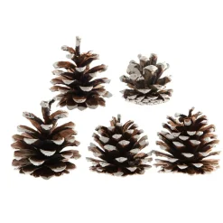 KAEMINGK Lot de 5 pommes de pin Pinus nigra enneigées Naturel Marron Sale